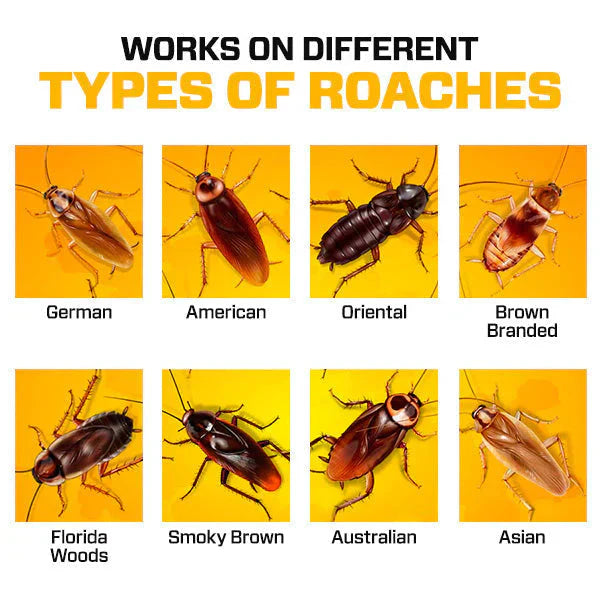 RoachShield Natural Gel – Safe & Powerful Cockroach Killer for Kitchens, Bathrooms & Cabinets ( 24 Pcs )